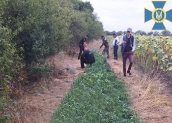 На Николаевщине нашли очередную плантацию конопли – сбыт марихуаны принес бы владельцу более 0,5 млн. грн.