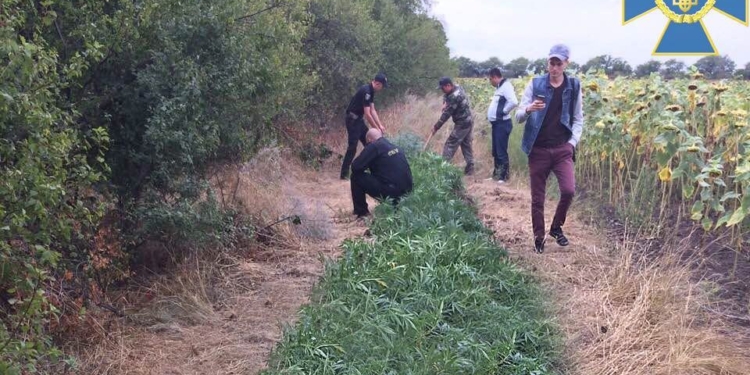На Николаевщине нашли очередную плантацию конопли – сбыт марихуаны принес бы владельцу более 0,5 млн. грн.