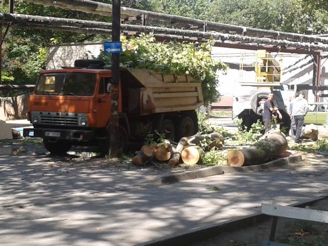 Чиновники в доле? В Николаеве во дворах домов пилят на древесину здоровые деревья 8