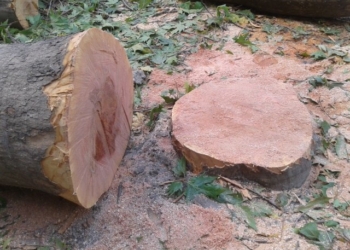 Чиновники в доле? В Николаеве во дворах домов пилят на древесину здоровые деревья