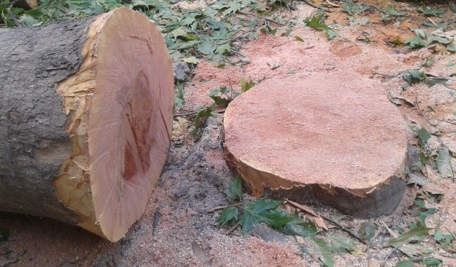 Чиновники в доле? В Николаеве во дворах домов пилят на древесину здоровые деревья