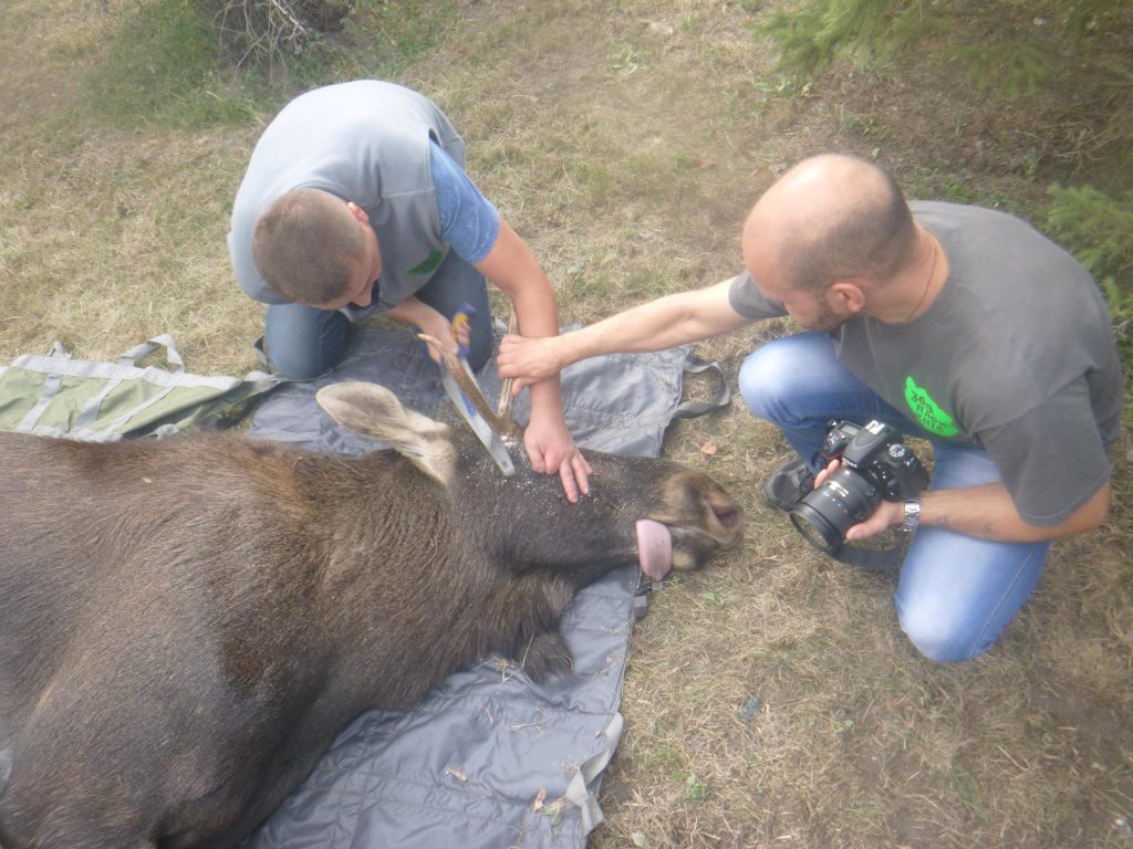 В Киеве обнаружился...лось. Говорят, забрел из леса 9