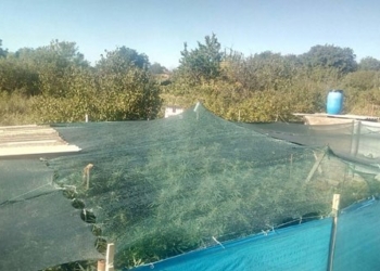 Трава у дома – зеленая, высокая трава. Но николаевские правоохранители сами “сняли урожай”