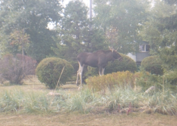 В Киеве обнаружился…лось. Говорят, забрел из леса