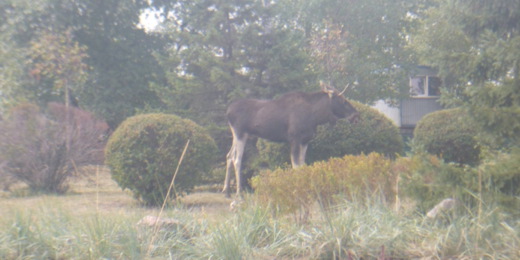 В Киеве обнаружился…лось. Говорят, забрел из леса