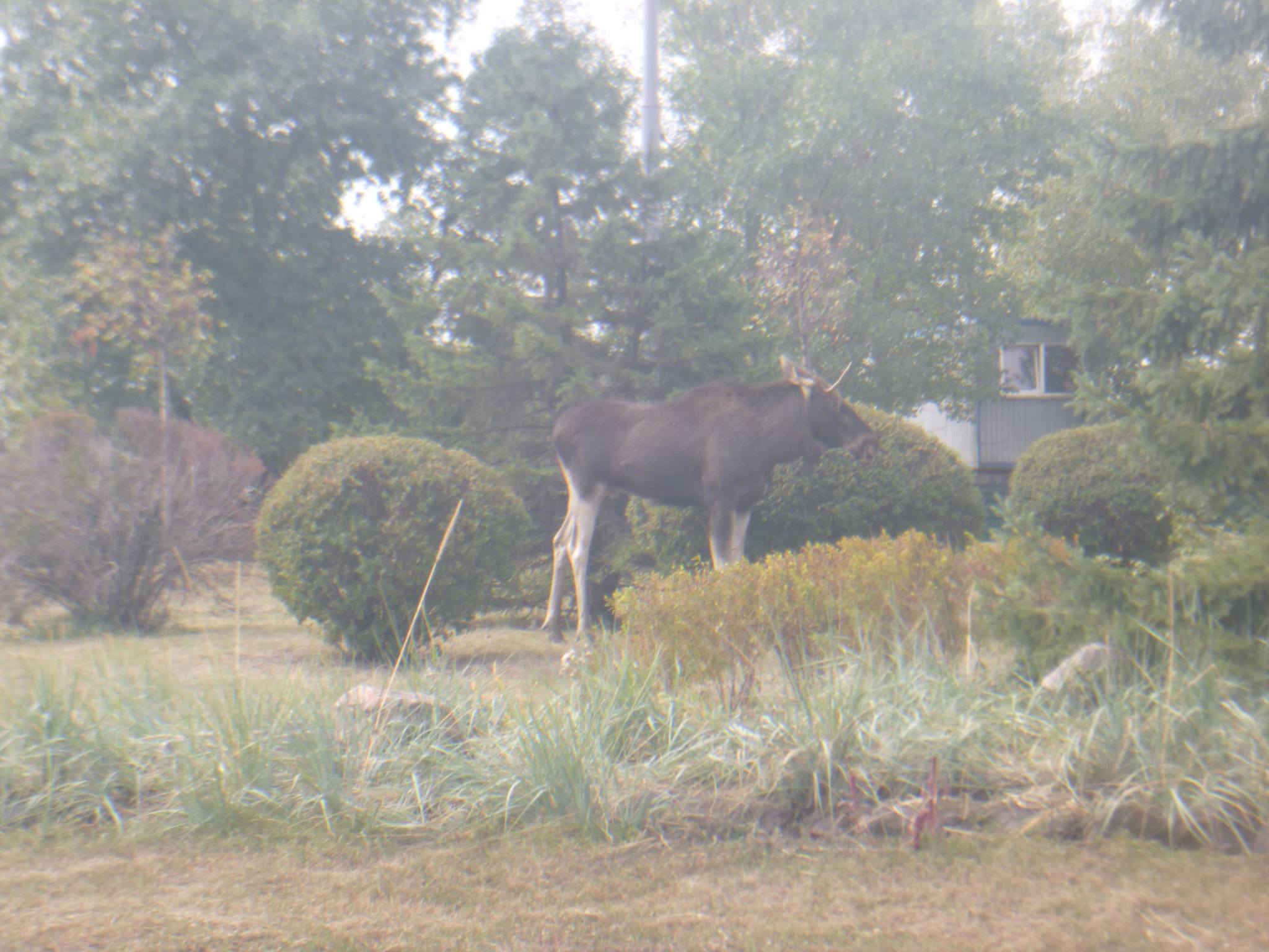 В Киеве обнаружился…лось. Говорят, забрел из леса