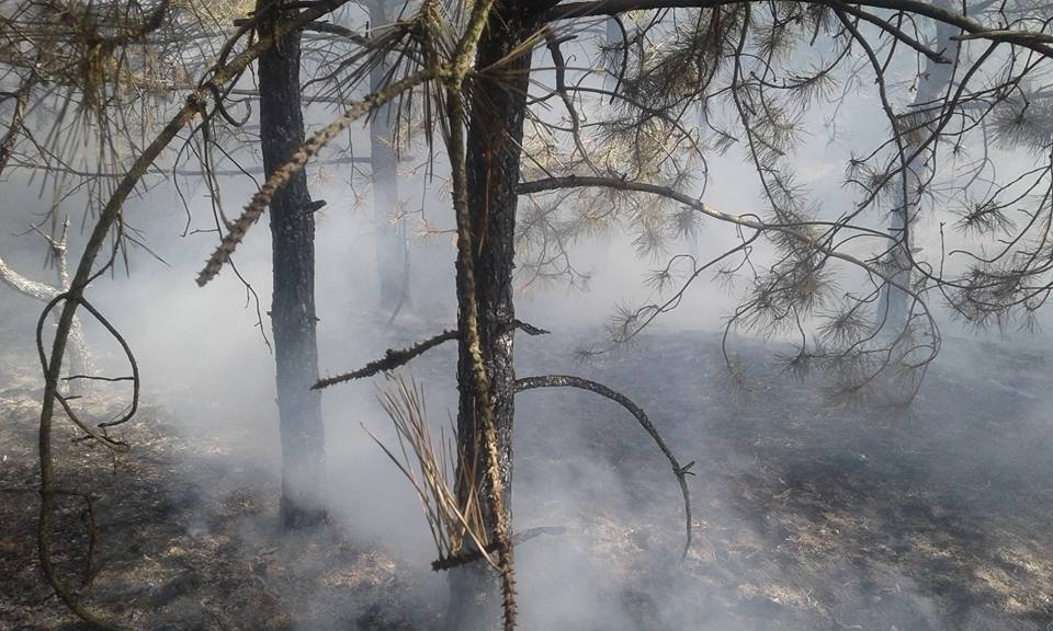 На Кинбурне горел лес – тушили сообща 5