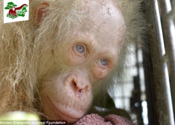 Оазис для Альбы: для единственного в мире орангутана-альбиноса ищут собственный остров