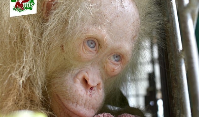 Оазис для Альбы: для единственного в мире орангутана-альбиноса ищут собственный остров