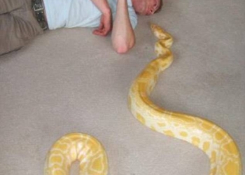 В Британии умер молодой любитель пресмыкающихся. А рядом с его телом был большой питон