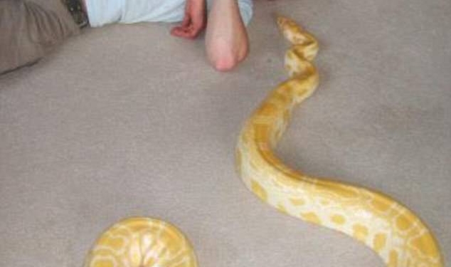 В Британии умер молодой любитель пресмыкающихся. А рядом с его телом был большой питон