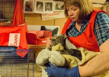 В Санкт-Петербурге горел «Эрмитаж» – пострадали четыре музейных кота