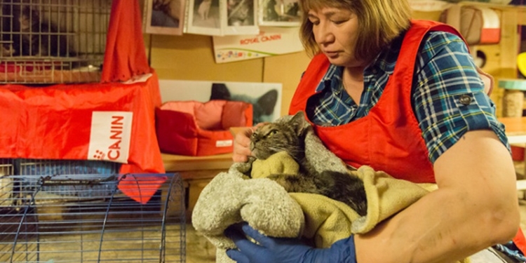 В Санкт-Петербурге горел «Эрмитаж» – пострадали четыре музейных кота