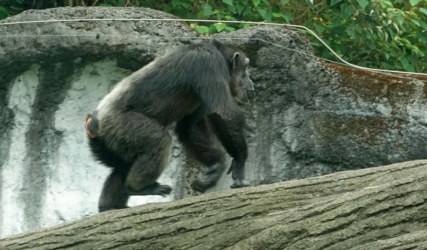 В зоопарке Тайбэя из своего вольера сбежала шимпанзе 5