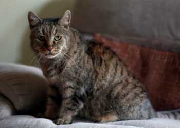 В Великобритании умер самый старый на планете кот