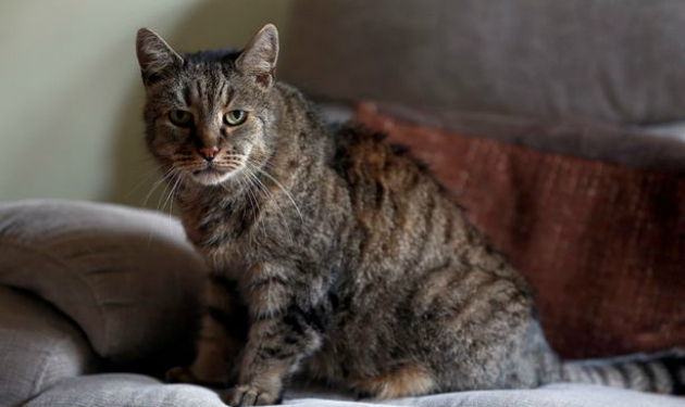 В Великобритании умер самый старый на планете кот