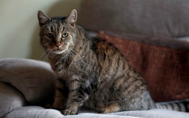 В Великобритании умер самый старый на планете кот 7