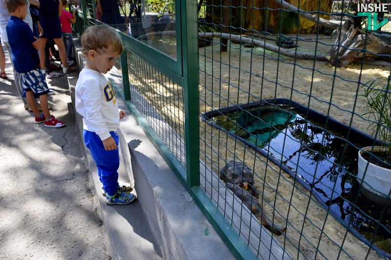 Когда «квартира» хороша, то и род продолжать хочется: тропические черепахи по достоинству оценили новый вольер, открытый в день 116-летия Николаевского зоопарка 11