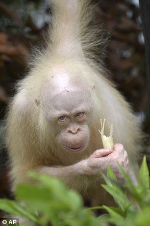 Оазис для Альбы: для единственного в мире орангутана-альбиноса ищут собственный остров 7