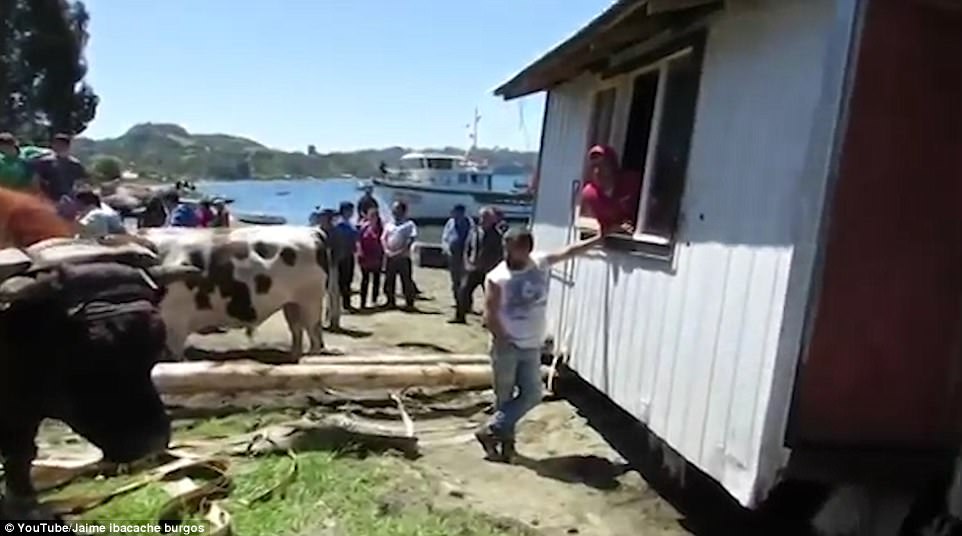 Как в Чили на соседях и быках дома перетаскивают 3