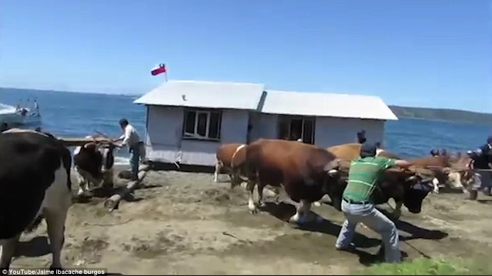 Как в Чили на соседях и быках дома перетаскивают 5