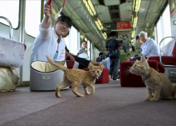 И всем хорошо. В Японии запустили поезд с бездомными котами