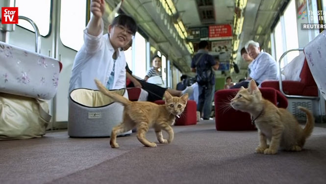 И всем хорошо. В Японии запустили поезд с бездомными котами