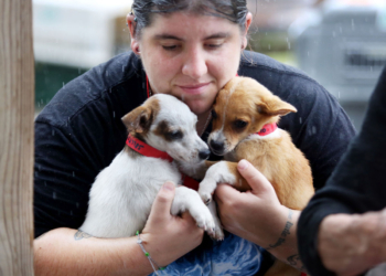 Так поступил бы каждый? В США зоозащитница арендовала самолет и вывезла с пострадавших от урагана островов собак