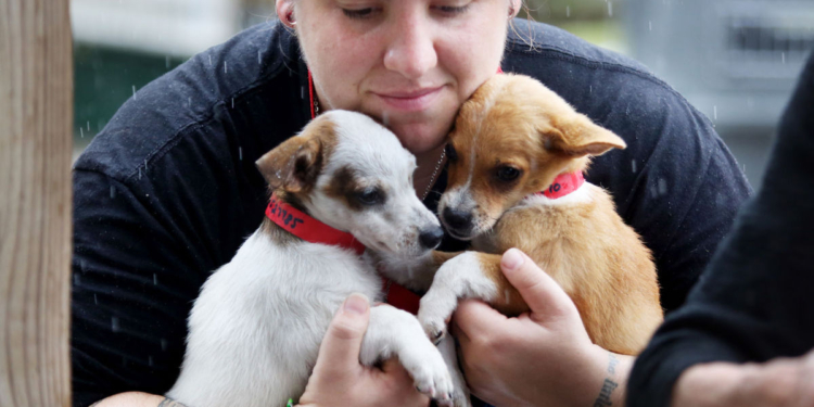 Так поступил бы каждый? В США зоозащитница арендовала самолет и вывезла с пострадавших от урагана островов собак