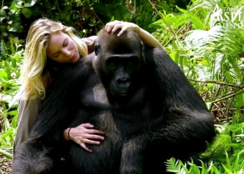 Мужчины таки предпочитают блондинок, даже если они гориллы: удивительная история знакомства жены мультимиллионера и примата