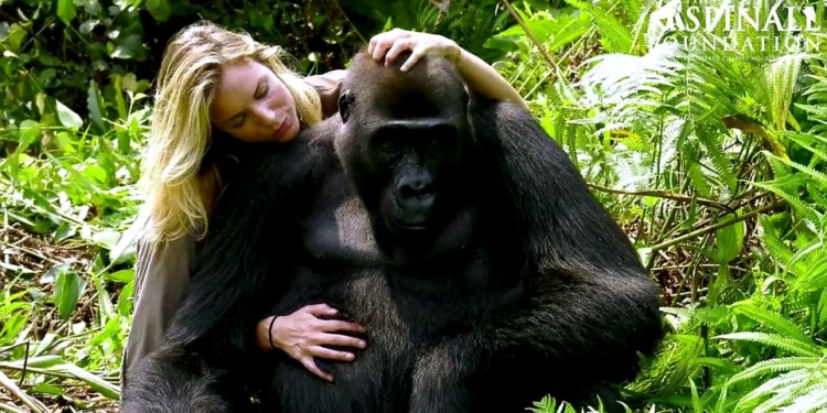 Мужчины таки предпочитают блондинок, даже если они гориллы: удивительная история знакомства жены мультимиллионера и примата