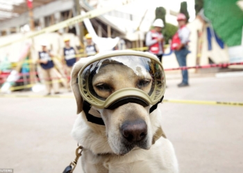 Знакомьтесь, это Фрида: как в разрушенной землетрясением Мексике собака стала национальным героем