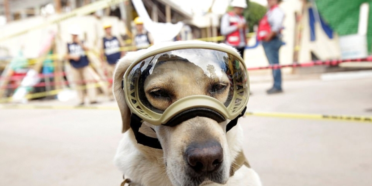 Знакомьтесь, это Фрида: как в разрушенной землетрясением Мексике собака стала национальным героем