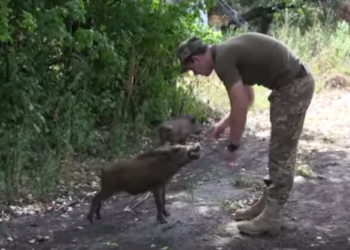 Боевые вепри. Как дикие кабанчики стали помощниками бойцов на передовой