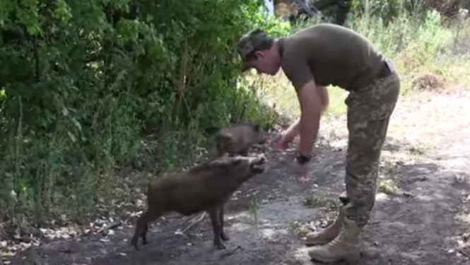 Боевые вепри. Как дикие кабанчики стали помощниками бойцов на передовой