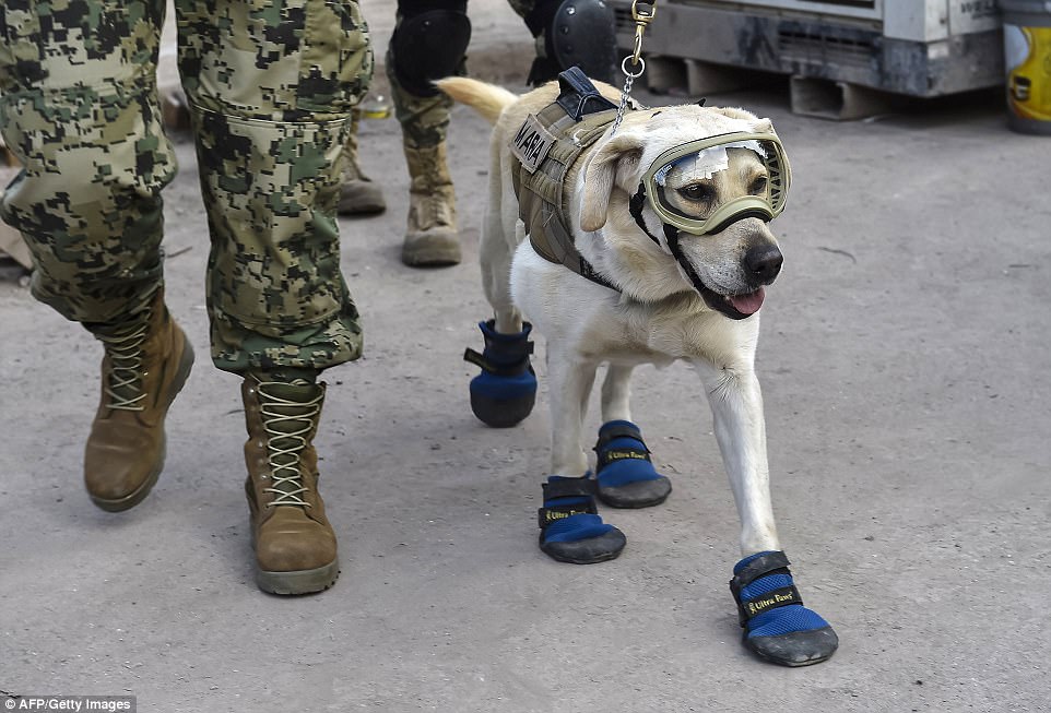 Знакомьтесь, это Фрида: как в разрушенной землетрясением Мексике собака стала национальным героем 15