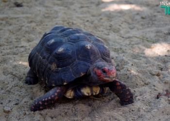 Когда «квартира» хороша, то и род продолжать хочется: тропические черепахи по достоинству оценили новый вольер, открытый в день 116-летия Николаевского зоопарка