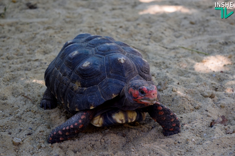 Когда «квартира» хороша, то и род продолжать хочется: тропические черепахи по достоинству оценили новый вольер, открытый в день 116-летия Николаевского зоопарка 17