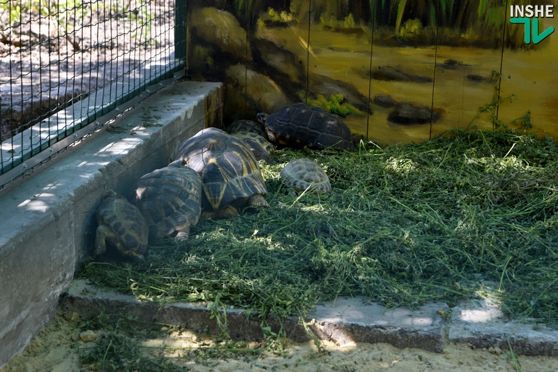 Когда «квартира» хороша, то и род продолжать хочется: тропические черепахи по достоинству оценили новый вольер, открытый в день 116-летия Николаевского зоопарка 19