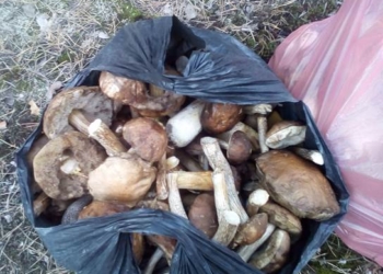 А кому грибочки радиоактивные. Возле Чернобыльской зоны задержали грибников с большим “уловом”