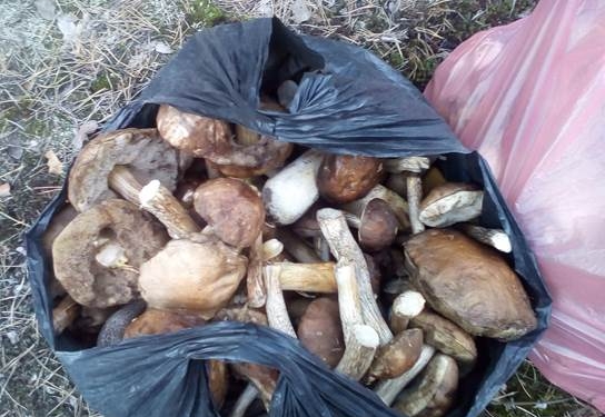 А кому грибочки радиоактивные. Возле Чернобыльской зоны задержали грибников с большим “уловом”