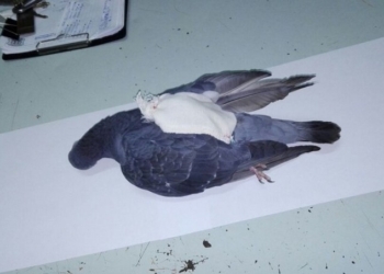 В Аргентине полицейские застрелили голубя-наркокурьера