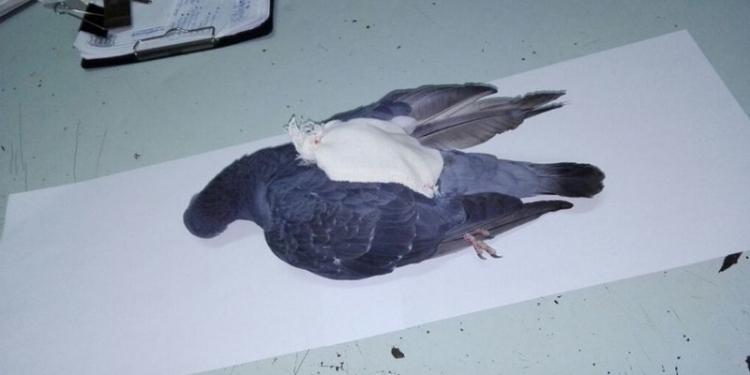 В Аргентине полицейские застрелили голубя-наркокурьера