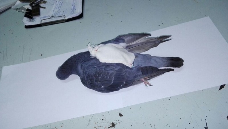 В Аргентине полицейские застрелили голубя-наркокурьера 1