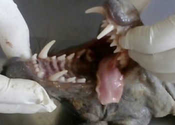 Вернулась. На Прикарпатье снова зверствует чупакабра