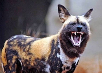 Гиеновидные собаки голосуют за выход на охоту чиханием