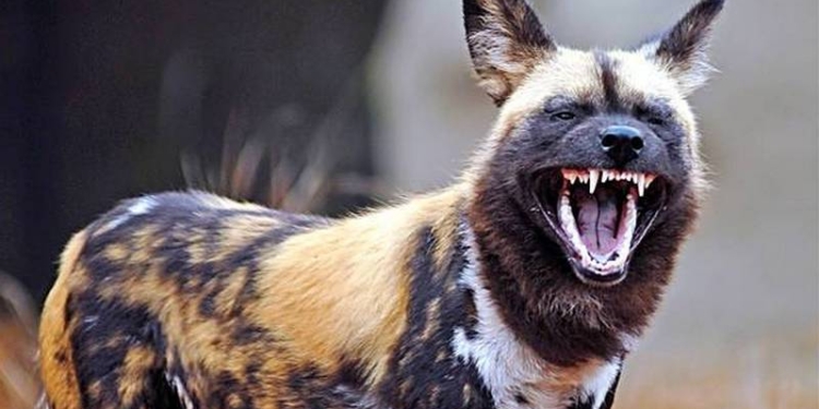 Гиеновидные собаки голосуют за выход на охоту чиханием