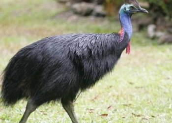 В Украине начали выращивать индостраусов – они выгоднее свиней