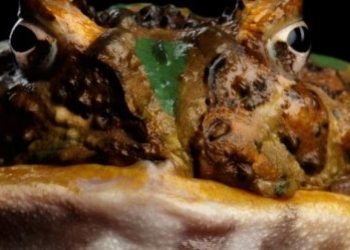 Лягушки питались динозаврами: впечатляющие данные ученых