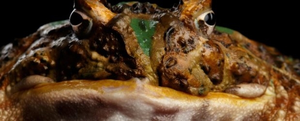 Лягушки питались динозаврами: впечатляющие данные ученых